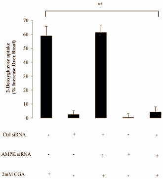 Chlorogenic acid  is een prominent bestanddeel van koffie en supplementen met Green Coffee Bean-extract. De verbinding is misschien geschikt voor gebruik in bodybuilding-, afslank- en duursportsupplementen, suggereert een studie van de National University of Singapore. Chlorogenic acid verhoogt de gevoeligheid van spiercellen voor insuline, en jaagt glucose de spiercel in.