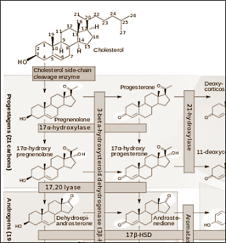 Hiernaast ziet u, lieve lezers, geen berg schaafkrullen die is geproduceerd tijdens een eerste les metaalbewerking. U kijkt naar de ruimtelijke structuurformule van het enzym CYP17A1 - u wellicht beter bekend als 17alpha-hydroxylase of 17,20-lyase. Via dat enzym kan suppletie met CLA-vetzuren de aanmaak van testosteron verhogen, schrijven biochemici van de University of Palermo in PloS One.