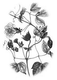 Clematis fusca