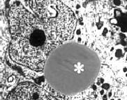 We weten niet of het ook kan gebeuren bij doses die humane chemische sporters gebruiken, maar wel dat het kan gebeuren bij de doses die de hormoonmaffia aan landbouwdieren geeft. Spaanse onderzoekers vonden het effect bij varkens, die drie maanden lang clenbuterol door hun voer hadden gekregen. Het spieropbouwende en vet-afbrekende middel had hun testes beschadigd.
