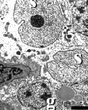 We weten niet of het ook kan gebeuren bij doses die humane chemische sporters gebruiken, maar wel dat het kan gebeuren bij de doses die de hormoonmaffia aan landbouwdieren geeft. Spaanse onderzoekers vonden het effect bij varkens, die drie maanden lang clenbuterol door hun voer hadden gekregen. Het spieropbouwende en vet-afbrekende middel had hun testes beschadigd.