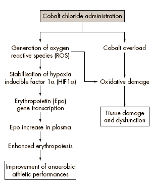 We have recently hypothesised that gene therapy targeting the hypoxia inducible factor (HIF) pathway may be an attractive alternative to traditional techniques of blood doping. Cobalt chloride, a water soluble compound traditionally used to treat anaemia in pregnant women, infants, and patients with chronic anaemia undergoing long term haemodialysis, is a well established chemical inducer of hypoxia-like responses, such as erythropoiesis and angiogenesis in vivo.