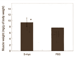 Nieuwe anabole factor: S-myotrophin