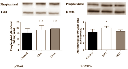 Visolie met veel EPA stimuleert spieropbouw optimaal