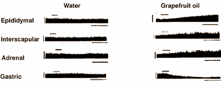 Het kan echt: afvallen met aromatherapie
