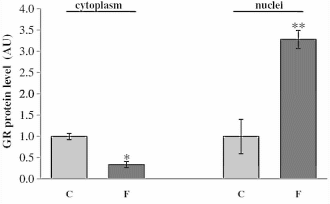 Fructose is een cortisolbooster