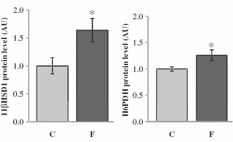 Fructose is een cortisolbooster