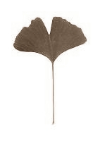 Ginkgo biloba