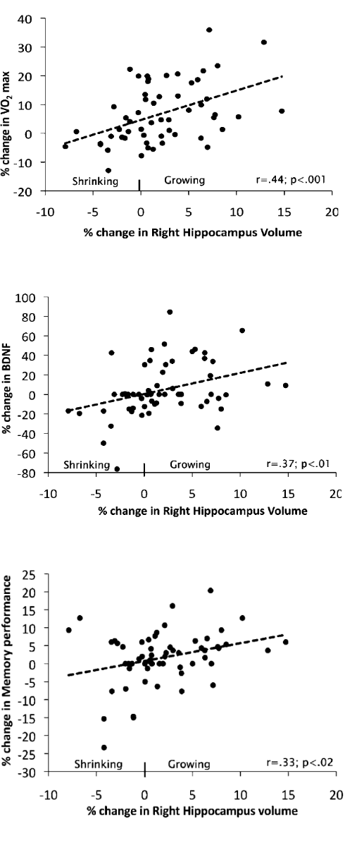 Veroudering laat hersenen krimpen, cardiotraining laat ze groeien