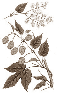 Humulus lupulus