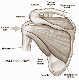 De medische term is subacromial impingement syndrome, maar in de gym noem je het gewoon impingement: een blessure waarbij het zijwaarts heffen van je arm, het liggen op je aangetaste schouder en soms zelfs het dragen van een zware jas je schouders pijn doet. Orthopeden van Nova Southeastern University in het Amerikaanse Florida hebben in een epidemiologische studie aangetoond welke oefeningen de kans op impingement verhogen - en welke hem verkleinen.