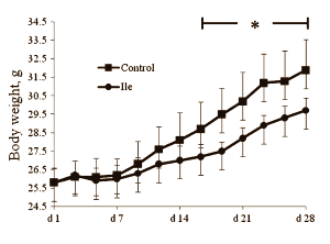 BCAA isoleucine laat lichaam meer vet verbranden