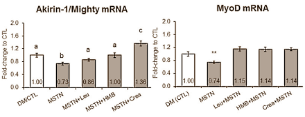 Drie myostatinremmers van de supplementenboer