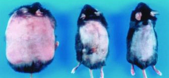 Experimenteel afslankmiddel TNP-470 doodt vetcellen