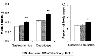 Myostatinblokker JA16 vergroot de spiermassa