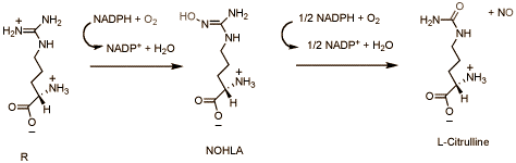 De literatuur over de prestatieverbeterende werking van NO-boosters is verwarrend. In de ene studie verbetert suppletie met aminozuren als L-arginine, L-ornithine of L-citrulline sportieve prestaties, in de andere niet. Japanse onderzoekers van de snoepfabrikant Morinaga and Company publiceerden een reageerbuisonderzoek waaruit je kunt opmaken dat voedingsfactoren waarschijnlijk meebepalen hoe je op NO-boosters reageert. Ze werken misschien beter als je via je voeding ook stoffen als piceatannol binnenkrijgt.