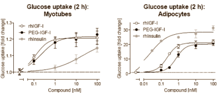 Farmaconcern Roche experimenteert met een nieuwe variant van het spierversterkende hormoon IGF-1. Binnenkort publiceren onderzoekers van Roche een studie waarin PEG-IGF-1 minder bijwerkingen dan het reguliere IGF-1 - en chemische sporters waarschijnlijk nog aan betere resultaten helpt ook.