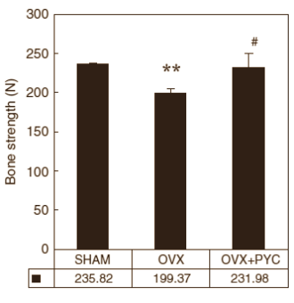 Als je je botten sterker wilt maken, dan heb je meer opties dan alleen maar supplementen met extra calcium en vitamine D. Eerder schreven we al over silicium, Ginkgo biloba, groentenzuren en visvetzuren, en vandaag voegen we een nieuwe kandidaat toe aan lijst van potentiële botversterkers. Volgens een Japanse dierstudie die binnenkort verschijnt in Phytotherapy Research helpt ook pycnogenol botontkalking bestrijden.