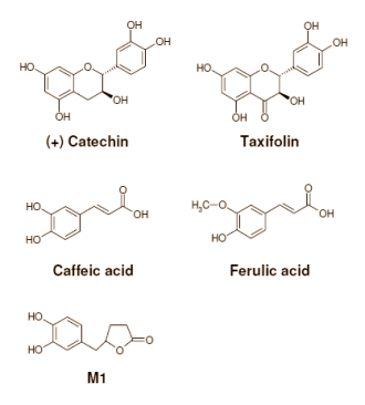 Als je je botten sterker wilt maken, dan heb je meer opties dan alleen maar supplementen met extra calcium en vitamine D. Eerder schreven we al over silicium, Ginkgo biloba, groentenzuren en visvetzuren, en vandaag voegen we een nieuwe kandidaat toe aan lijst van potentiële botversterkers. Volgens een Japanse dierstudie die binnenkort verschijnt in Phytotherapy Research helpt ook pycnogenol botontkalking bestrijden.