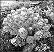 Rhodiola rosea