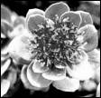Rhodiola crenulata