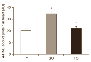 Dierstudie: elke dag drie kwartier hardlopen verjongt