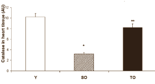 Dierstudie: elke dag drie kwartier hardlopen verjongt