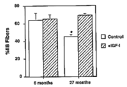 Meer snelle spiervezels door IGF-1-genen