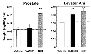 SARM S-40503: geen steroid, geen bijwerkingen, wel anabool