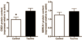 Supplementenbedrijven prijzen het aminozuur taurine wel eens aan als een middel waarmee krachtsporters intensiever kunnen trainen. Volgens een ex vivo-studie die sportwetenschappers van Victoria University in Australi publiceerden in de Journal of Applied Physiology zuigen die supplementenbedrijven dat niet uit hun duim. Suppletie met taurine maakt spieren inderdaad sterker.