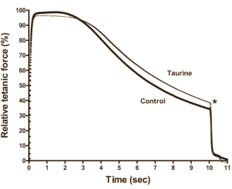 Supplementenbedrijven prijzen het aminozuur taurine wel eens aan als een middel waarmee krachtsporters intensiever kunnen trainen. Volgens een ex vivo-studie die sportwetenschappers van Victoria University in Australi publiceerden in de Journal of Applied Physiology zuigen die supplementenbedrijven dat niet uit hun duim. Suppletie met taurine maakt spieren inderdaad sterker.